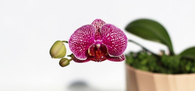 Comment prolonger la floraison de votre orchidée : 5 astuces efficaces