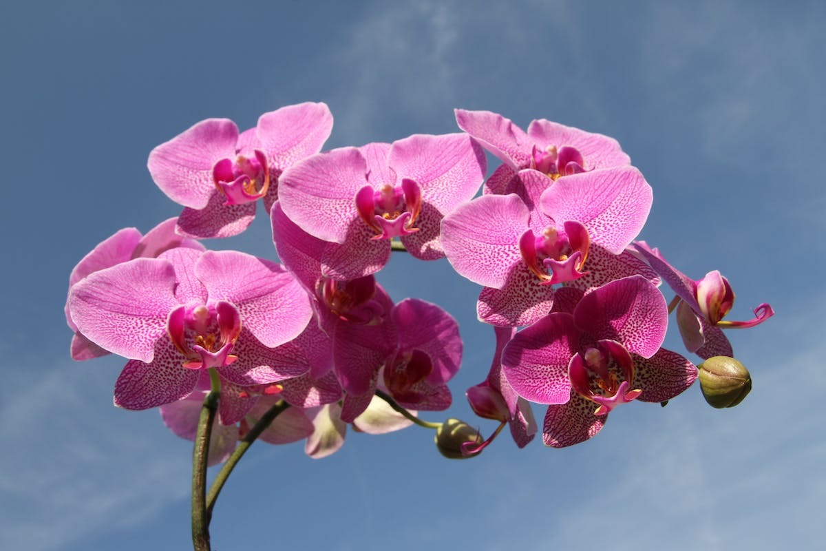 orchidée  floraison